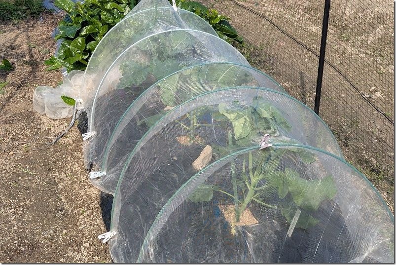 10/25 ネットの頂点までブロッコリーやスティックセニョールが到達