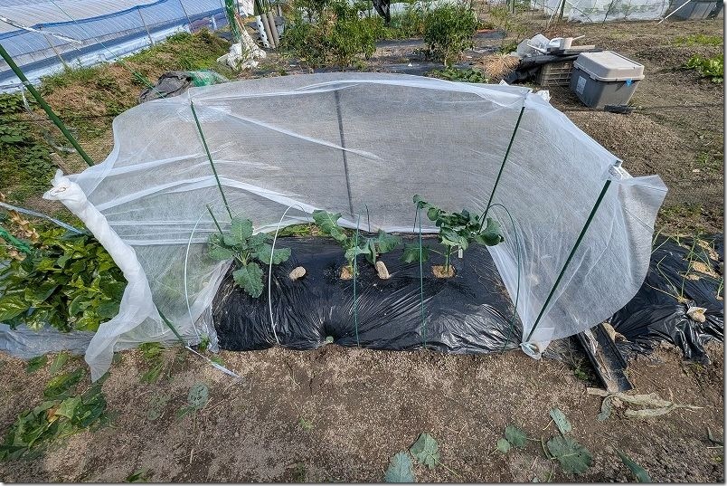 不織布で大型の囲みの作成方法 ふさなりブロッコリーやスティックセニョールを栽培 防虫対策、防寒対策