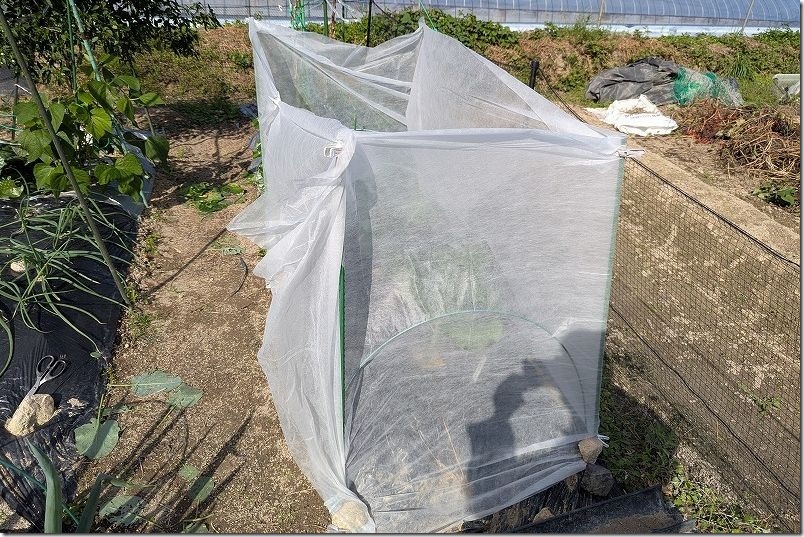 不織布で大型の囲みの作成方法 ふさなりブロッコリーやスティックセニョールを栽培