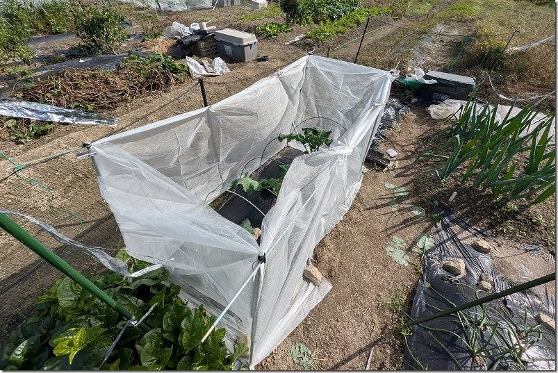 不織布で大型の囲みの作成方法 グラスファイバー支柱と不織布を固定