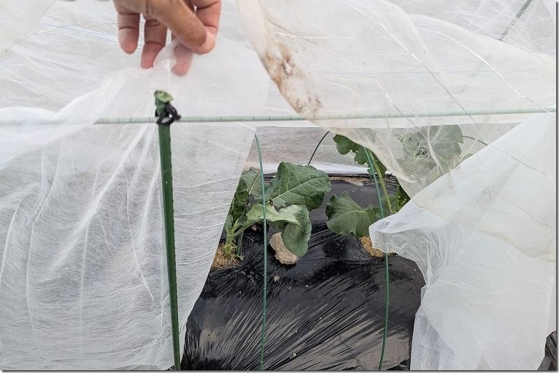 不織布の上部を防虫ネットを張る 防虫対策