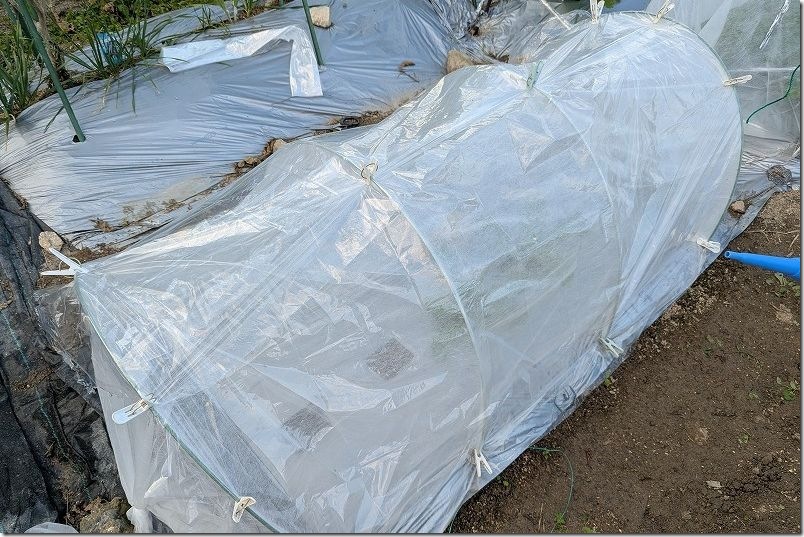 100均 透明マルチでトンネル栽培 トンネルの組立方法 100均 透明マルチでトンネル栽培 トンネルの組立方法