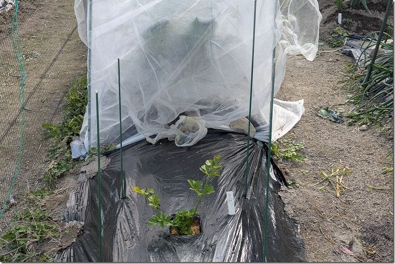 100均 透明マルチで行灯仕立て栽培 行灯仕立て栽培の組み立て方法 100均 透明マルチで行灯仕立て栽培 行灯仕立て栽培の組み立て方法