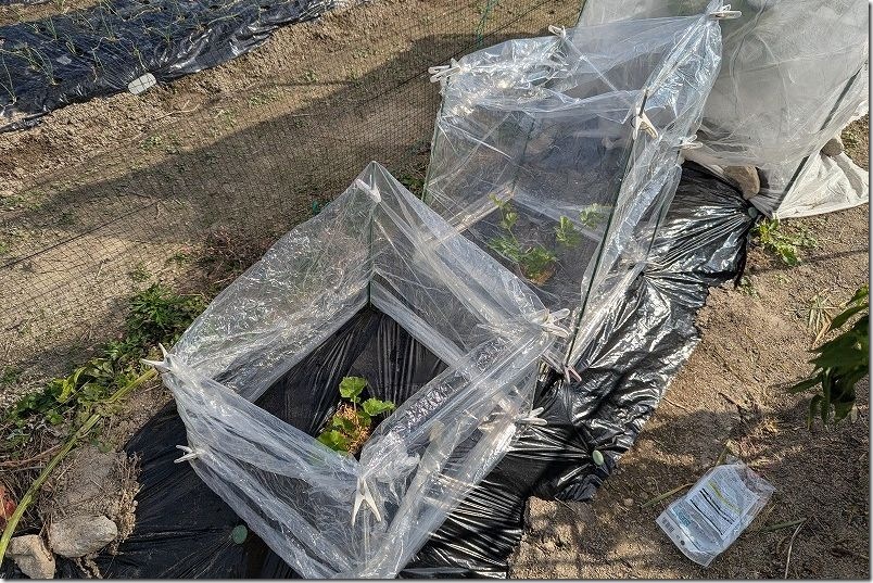 100均 透明マルチで行灯仕立て栽培 行灯仕立て栽培の組み立て方法 100均 透明マルチで行灯仕立て栽培 行灯仕立て栽培の組み立て方法