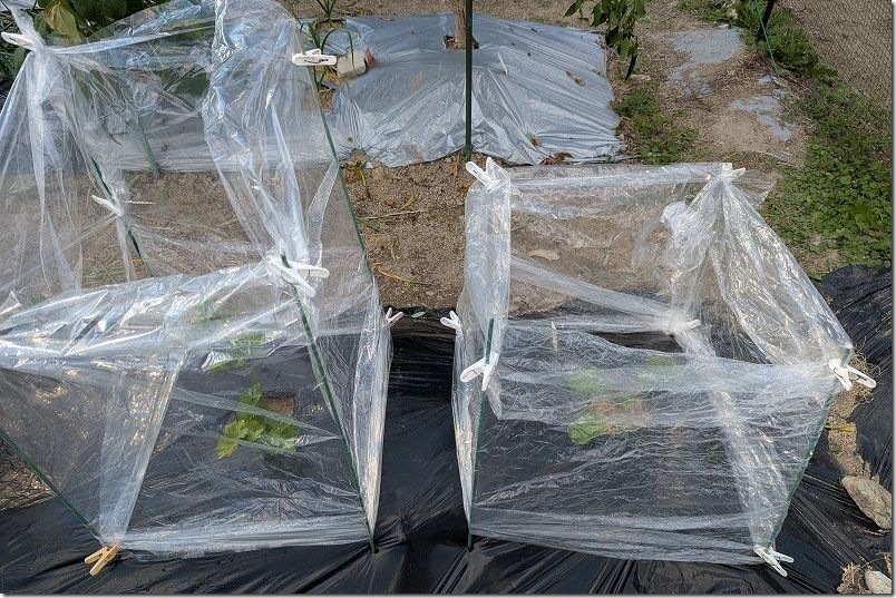 100均 透明マルチで行灯仕立て栽培 行灯仕立て栽培の組み立て方法 100均 透明マルチで行灯仕立て栽培 行灯仕立て栽培の組み立て方法