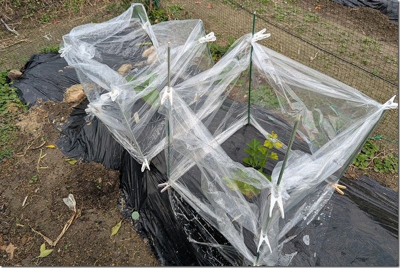 100均 透明マルチで行灯仕立て栽培 使用レビュー 耐久性 100均 透明マルチで行灯仕立て栽培 使用レビュー 耐久性