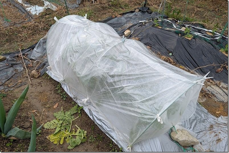 100均 透明マルチでトンネル栽培 使用レビュー 耐久性 100均 透明マルチでトンネル栽培 使用レビュー 耐久性