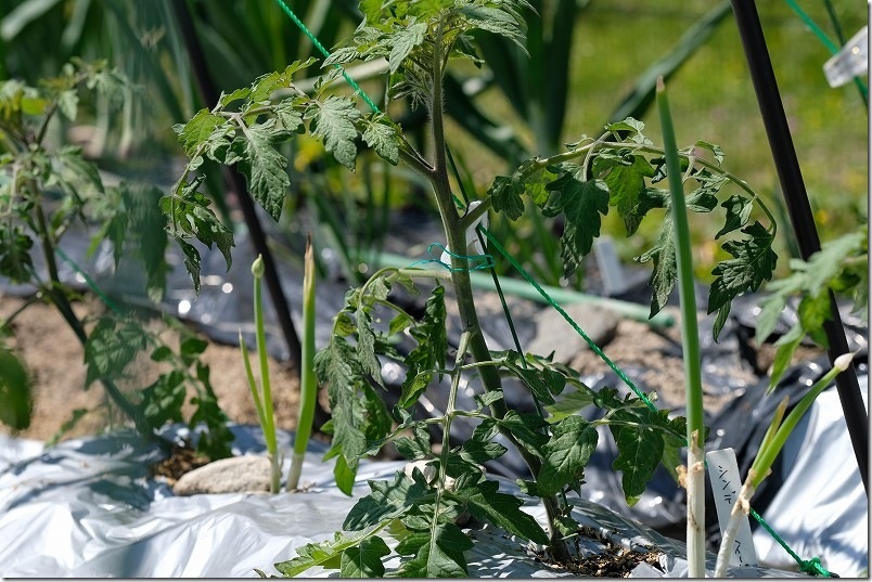 夏はコンパニオンプランツとして夏野菜と九条ネギを混植 夏はコンパニオンプランツとして夏野菜と九条ネギを混植