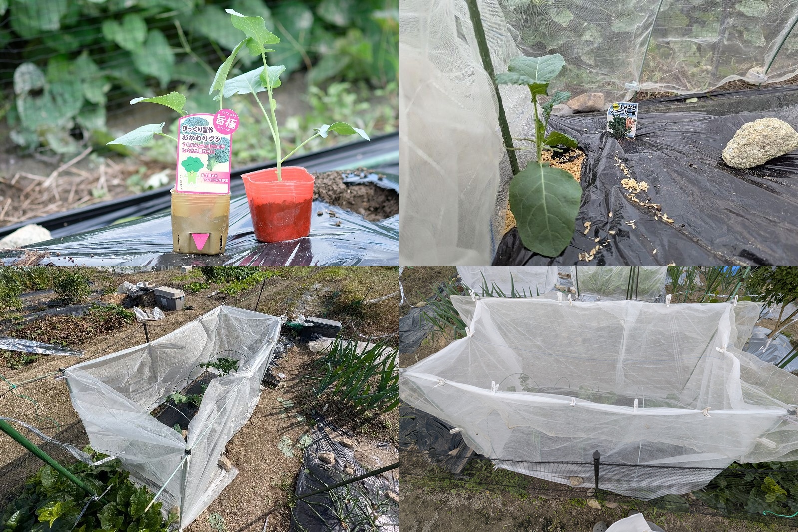 ふさなりブロッコリーやスティックセニョールを栽培【100均 不織布で防寒・防虫対策】