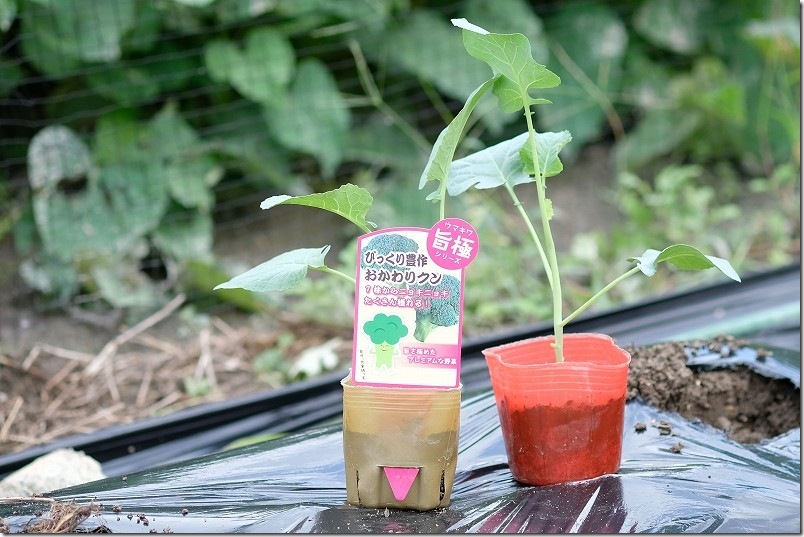 購入した苗 びっくり豊作おかわりクン 162円、スティックセニョール 74円