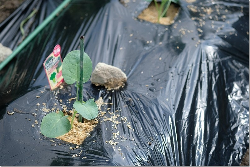 ふさなりブロッコリーやスティックセニョールを植え付け【防虫ネットと黒マルチを利用】