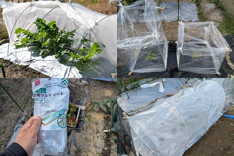 100均 透明マルチでトンネル栽培や行灯仕立て【苗の生育促進や防寒対策】