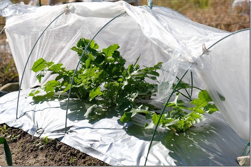 100均 透明マルチでトンネル栽培 使用レビュー 耐久性 100均 透明マルチでトンネル栽培 使用レビュー 耐久性