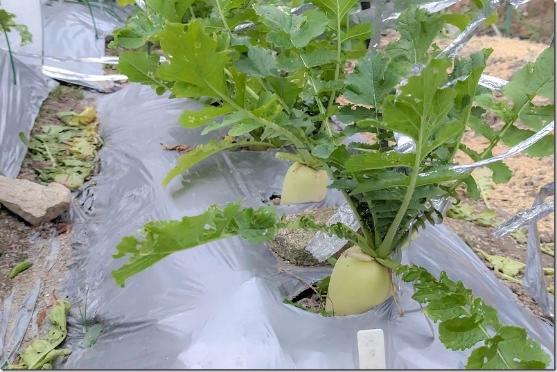 12/2 ダイソー 強健総太り大根 栽培状況 12/2 ダイソー 強健総太り大根 栽培状況