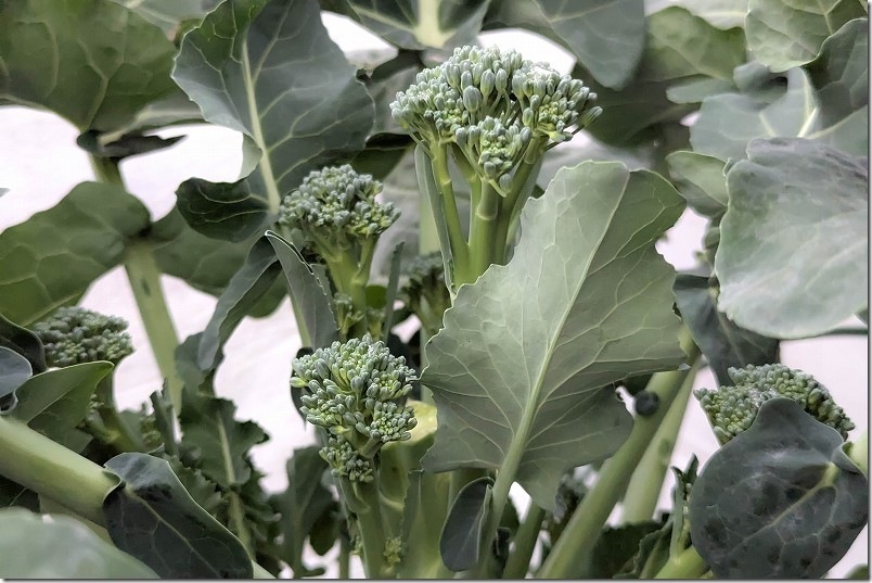 12/14 スティックセニョールの脇芽を収穫開始