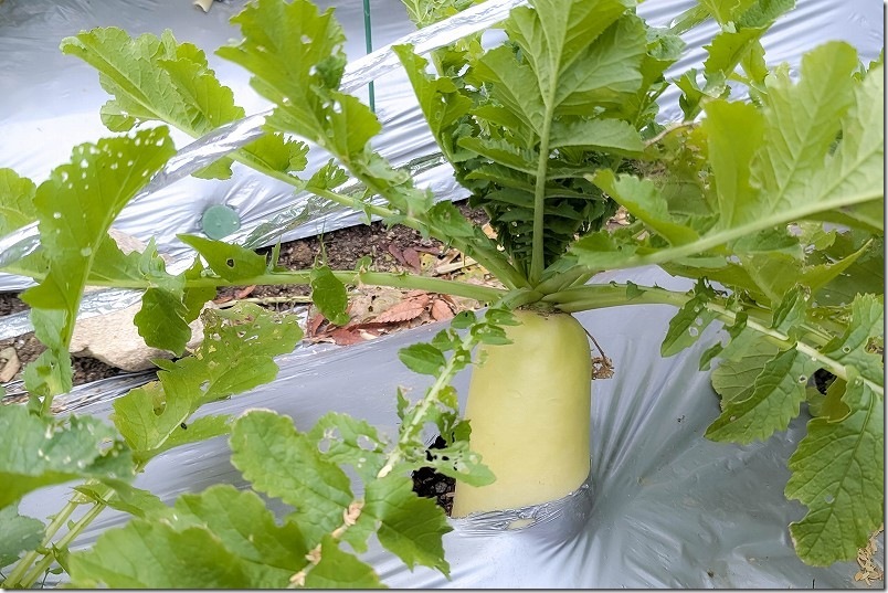 12/14 ダイソー 強健総太り大根の本収穫を開始 12/14 ダイソー 強健総太り大根の本収穫を開始