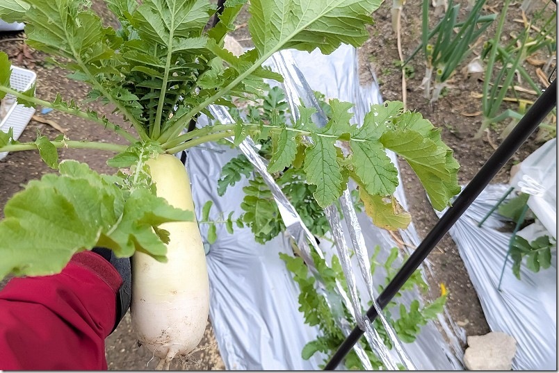 12/14 種まきから約85日後の大根 ダイソーの強健総太り大根を本収穫 12/14 種まきから約85日後の大根 ダイソーの強健総太り大根を本収穫