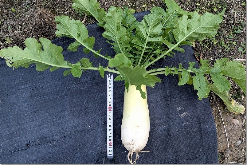 12/14 収穫したダイソーの強健総太り大根 12/14 収穫したダイソーの強健総太り大根