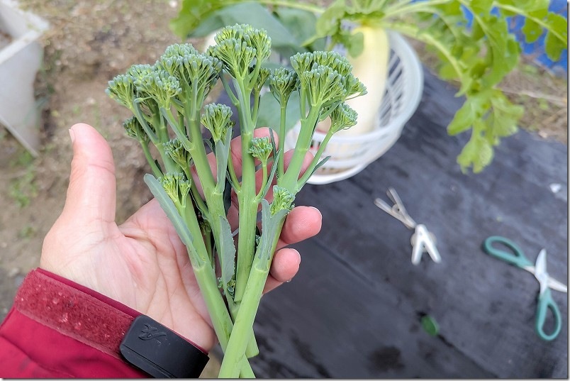 12/21 スティックセニョールの脇芽を収穫