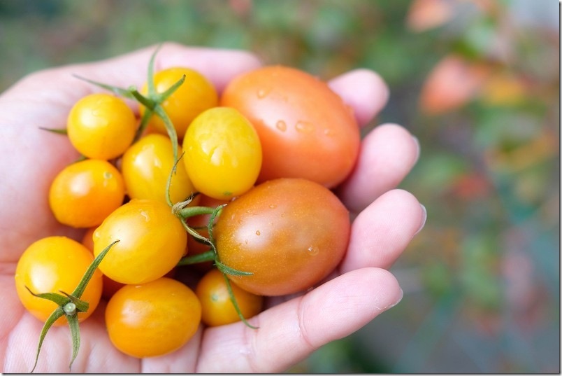 12/2 収穫した中玉トマト・ミニトマト 12/2 収穫した中玉トマト・ミニトマト