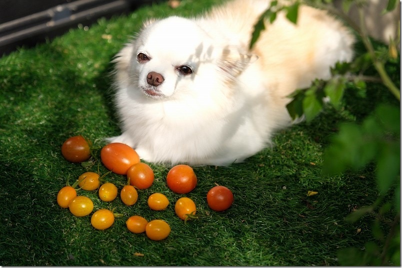 12/2 収穫した中玉トマト・ミニトマト 12/2 収穫した中玉トマト・ミニトマト