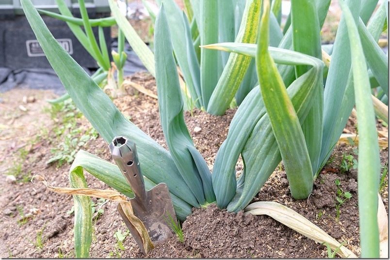 下仁田ネギ 12月 3度目の収穫【太さ・長さ】