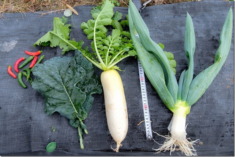 下仁田ネギ 12月18日 3度目の収穫 太さ4.5cm・長さ10cm