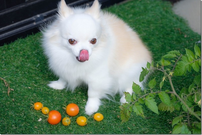 12月22日に収穫した中玉トマト・ミニトマト 12月22日に収穫した中玉トマト・ミニトマト