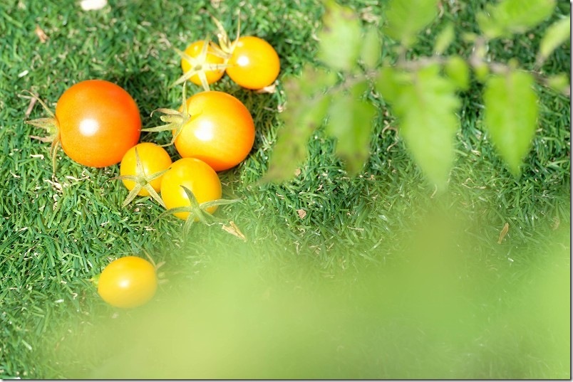 12月22日に収穫した中玉トマト・ミニトマト 12月22日に収穫した中玉トマト・ミニトマト