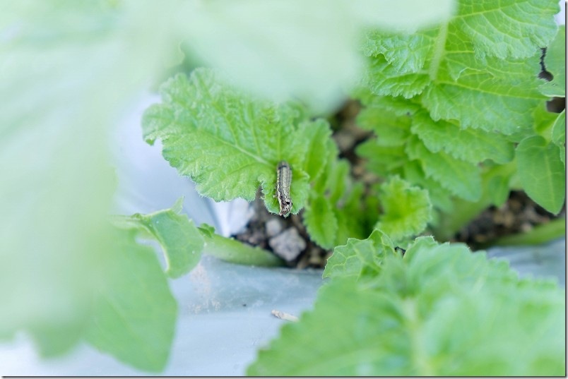 大根に虫食い発生 ヨトウムシ対策にゼンターリ顆粒水和剤使用【10月下旬】 大根に虫食い発生 ヨトウムシ対策にゼンターリ顆粒水和剤使用【10月下旬】