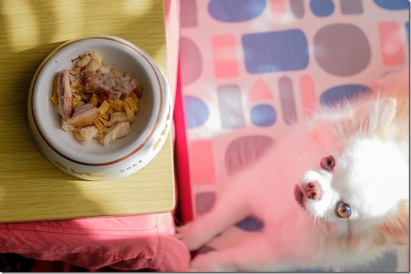 チワワ・犬 誕生日 手作りお肉ご飯にこむぎ大喜び！
