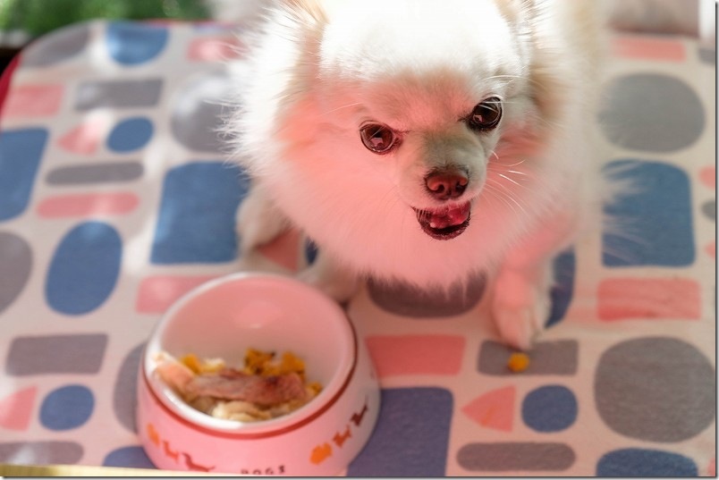 お肉ご飯にこむぎ大喜び！【チワワ・犬 こむぎの表情が良い感じ】