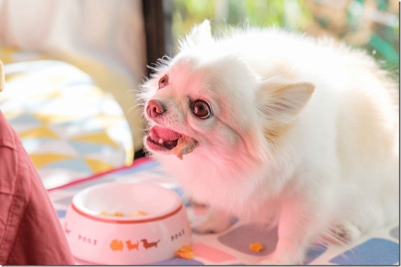 チワワのこむぎ 誕生日 肉飯でお祝い【犬にお肉で手作り7歳プレート】
