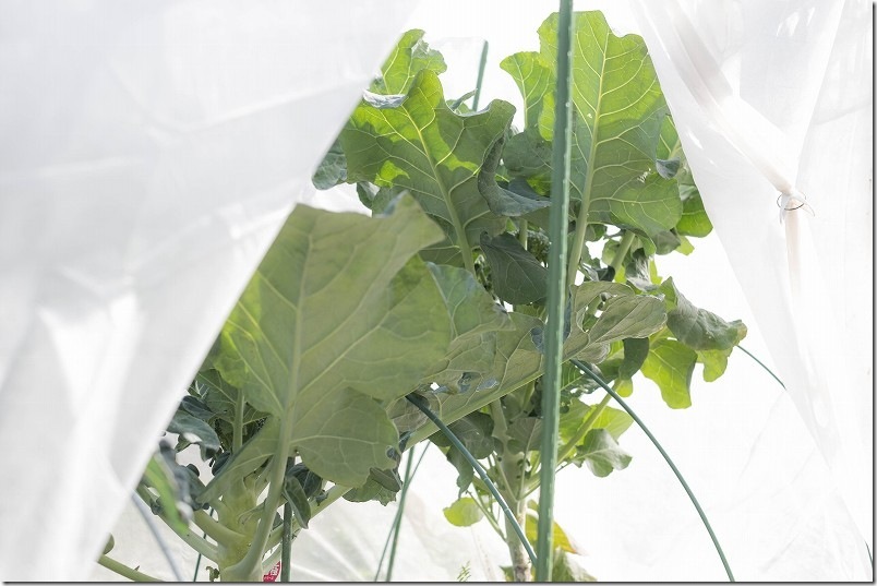 12/9 スティックセニョールの栽培状況 不織布で防寒対策