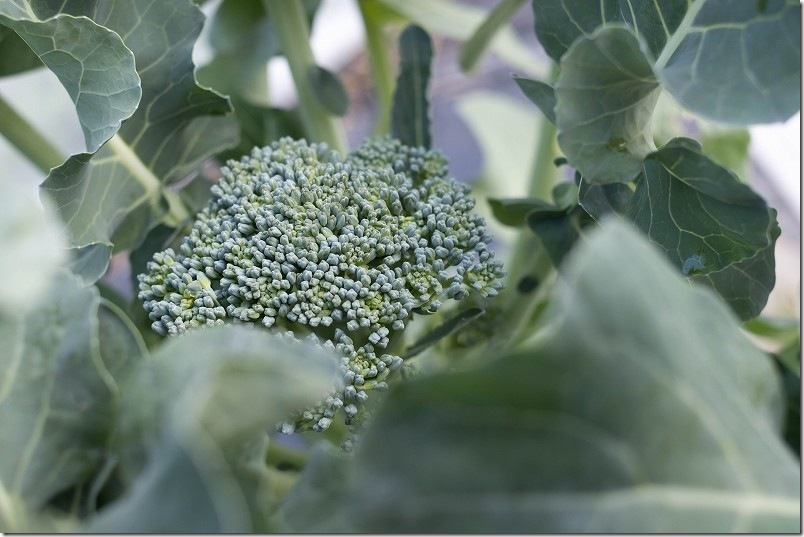 12/9 スティックセニョールの頂花蕾を収穫 12/9 スティックセニョールの頂花蕾を収穫