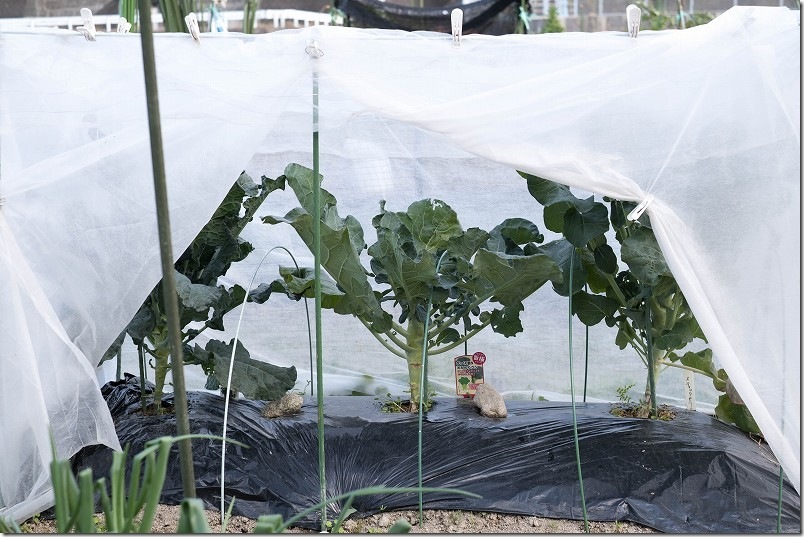 100均の不織布の囲いの中で栽培中のスティックセニョール