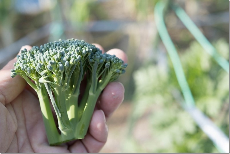 12/9 スティックセニョールの頂花蕾を収穫