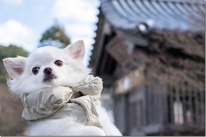2026年のお正月・2025年の大晦日 チワワ・犬のこむぎ 太宰府天満宮 2026年のお正月・2025年の大晦日 チワワ・犬のこむぎ 太宰府天満宮