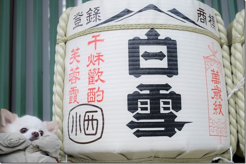 白いこむぎにぴったりの日本酒があるんですね(笑)小西酒造の白雪 太宰府天満宮の境内 白いこむぎにぴったりの日本酒があるんですね(笑)小西酒造の白雪 太宰府天満宮の境内