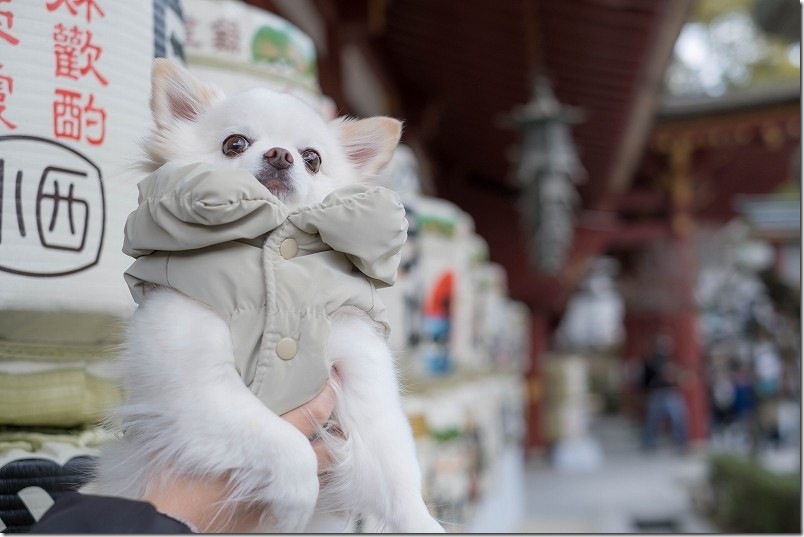 チワワ・犬と太宰府天満宮の境内 チワワ・犬と太宰府天満宮の境内