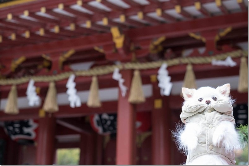 チワワのこむぎと楼門の前で記念撮影 チワワのこむぎと楼門の前で記念撮影