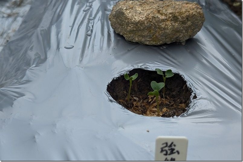 ダイソーの強健総太り大根の発芽 種まきから3日後【9月下旬】 ダイソーの強健総太り大根の発芽 種まきから3日後【9月下旬】