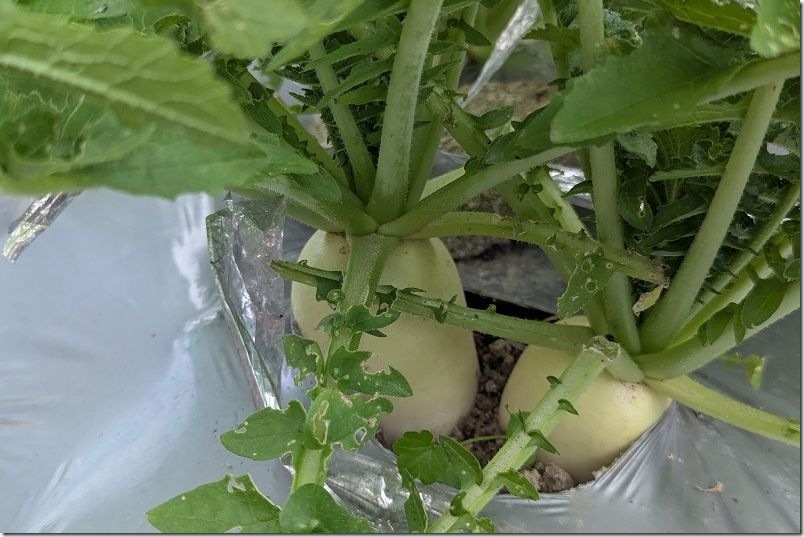 11/13 種まきから約54日後の大根 ダイソーの強健総太り大根を間引き収穫 11/13 種まきから約54日後の大根 ダイソーの強健総太り大根を間引き収穫