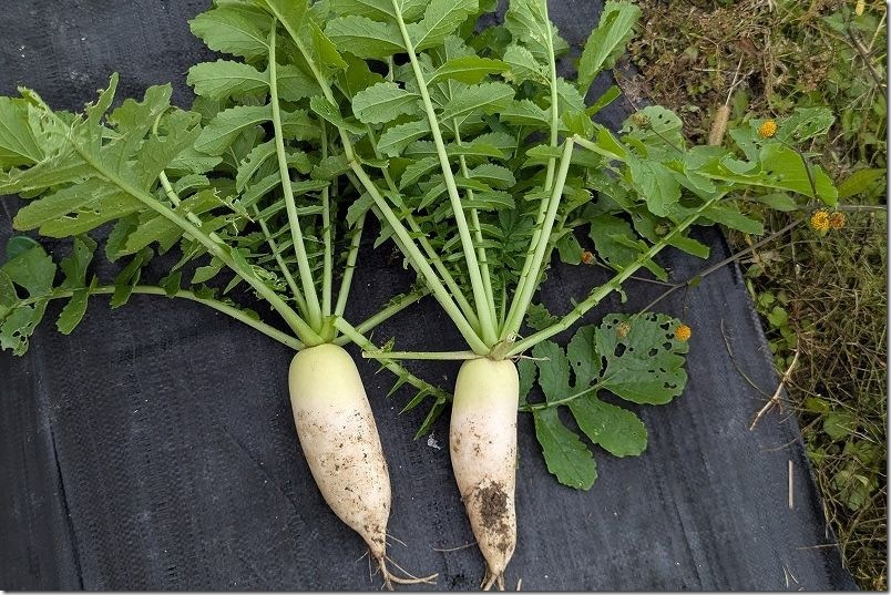 11/13 種まきから約54日後の大根 ダイソーの強健総太り大根を間引き収穫 11/13 種まきから約54日後の大根 ダイソーの強健総太り大根を間引き収穫