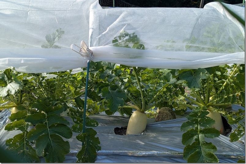 大根栽培 12月の収穫【青首大根 夏祭り】