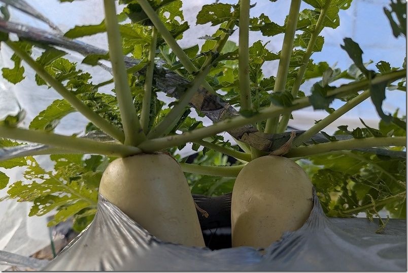 12/5 青首大根 夏祭り ミニ大根サイズで間引き収穫