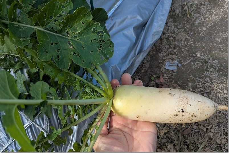 12/5 青首大根 夏祭り ミニ大根サイズで間引き収穫