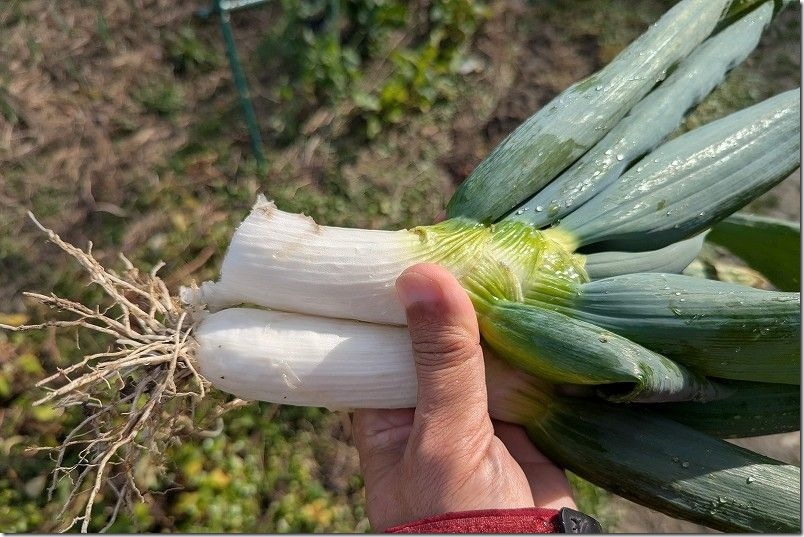 12/23 家庭菜園で下仁田ネギ収穫 4本目はスコップを入れるのが近すぎて白ネギ部分を切ってしまいました