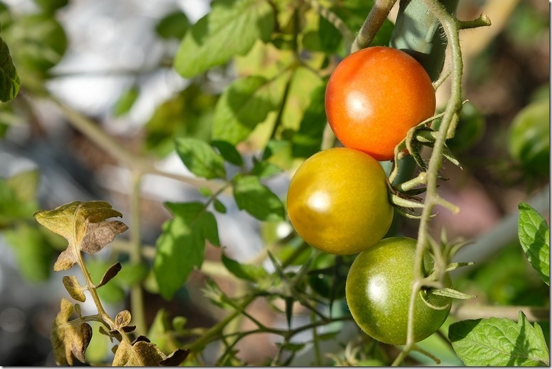 12月2日時点の栽培中のトマト 中玉トマト シンディースイート 12月2日時点の栽培中のトマト 中玉トマト シンディースイート