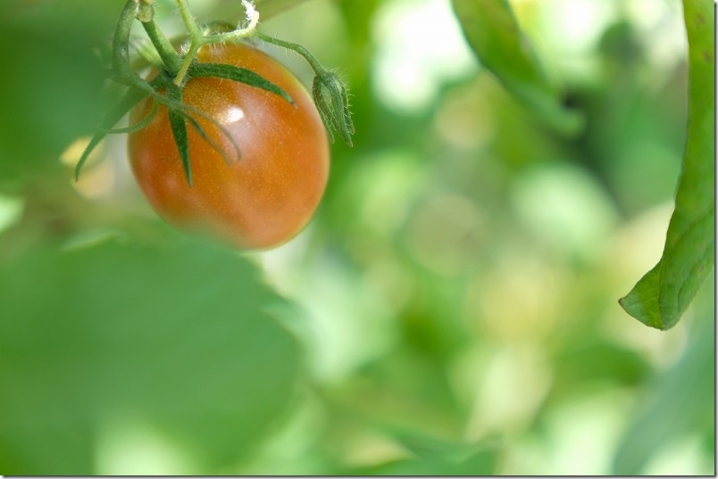 12月2日時点の栽培中のトマト 中玉トマト ルビーノ 12月2日時点の栽培中のトマト 中玉トマト ルビーノ